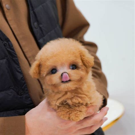 photos of teacup poodles|teacup poodle girl.